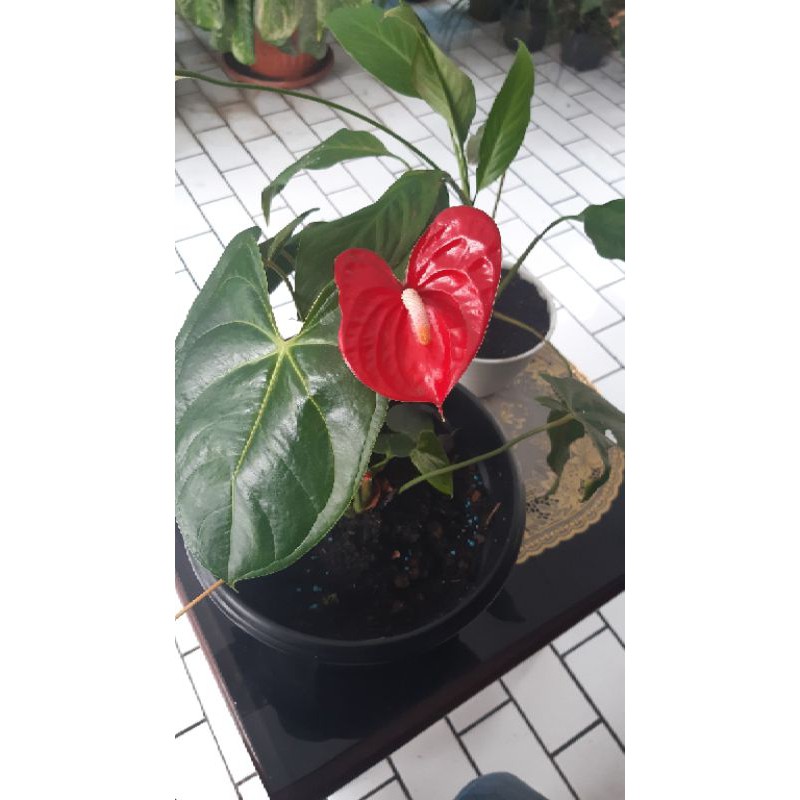 Red Anthurium