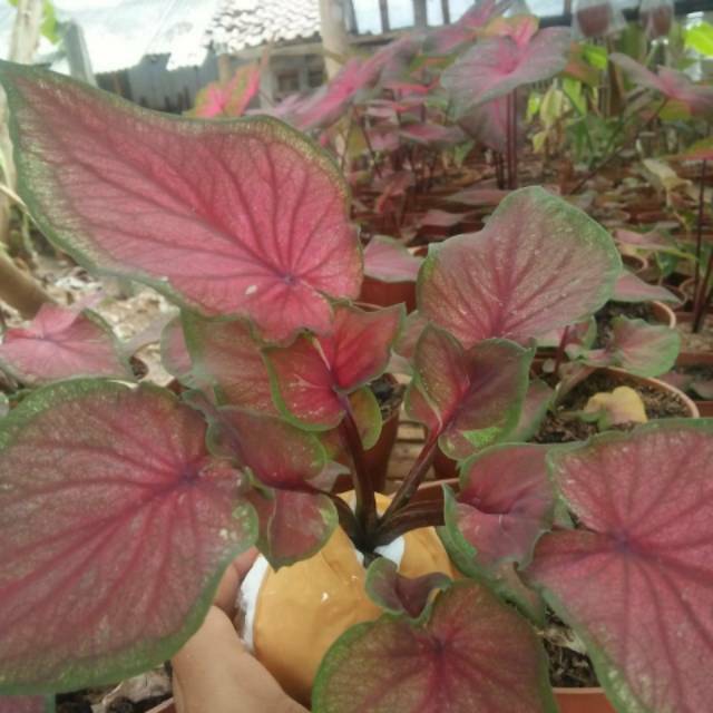 Caladium red jaquar