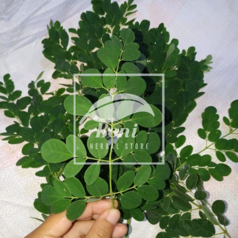 Daun Kelor atau Moringa 1kg