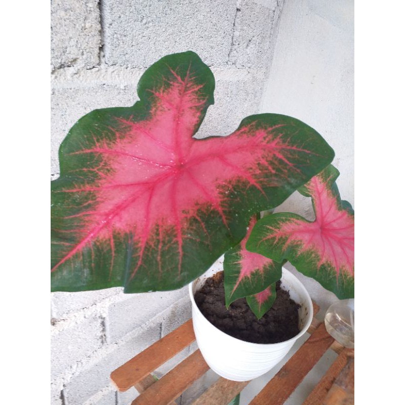 keladi pink