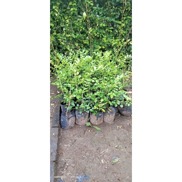 bibit tanaman Kemuning Wangi