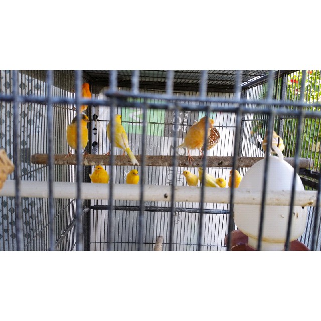 KENARI ORANGE SEPASANG