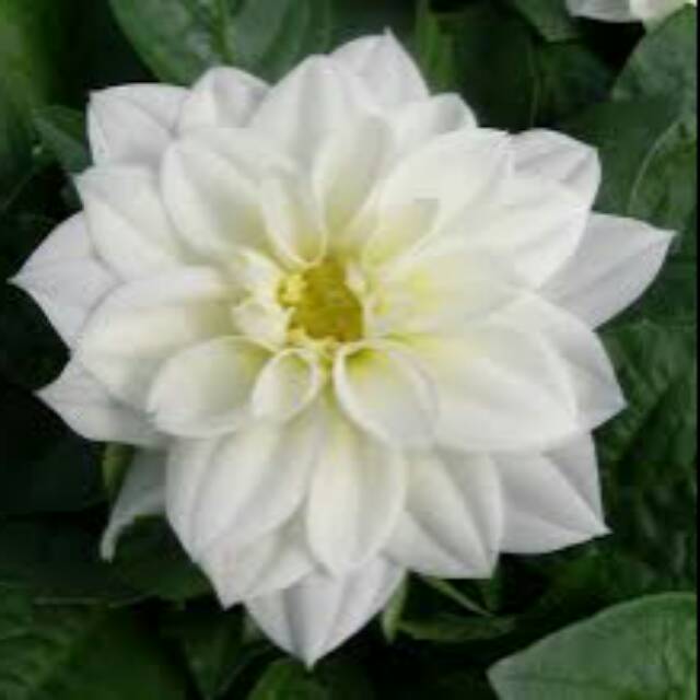 Dahlia putih