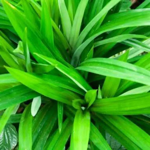 Daun pandan