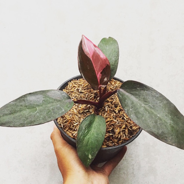 Philodendron pink princess