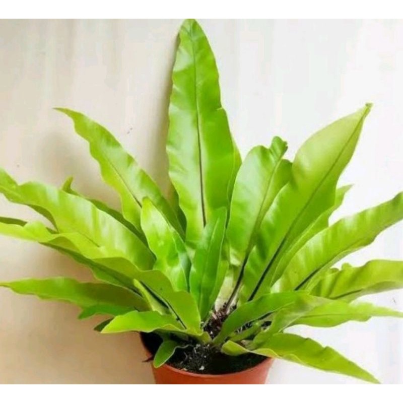 Kadaka