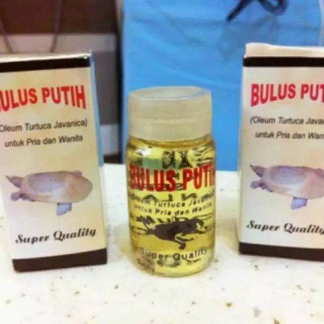Minyak Bulus Putih