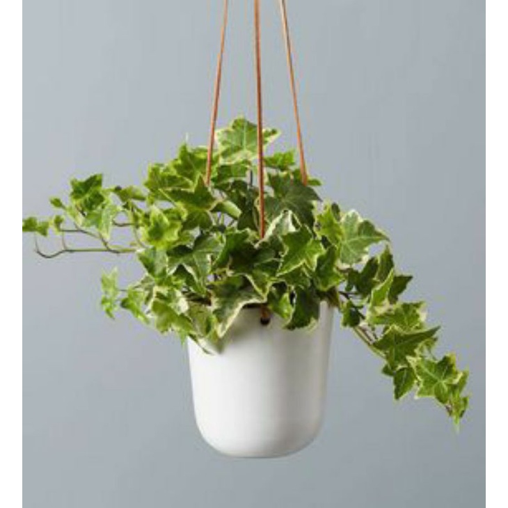 IVY VARIEGATA
