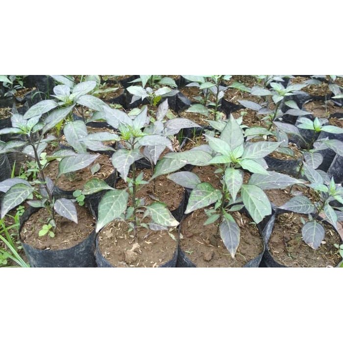 Bibit Tanaman Cabe Warna