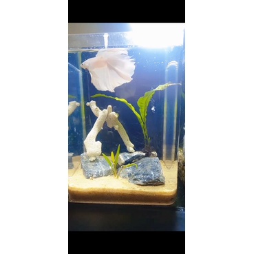 HIASAN AQUARIUM