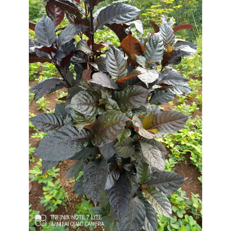 Daun ungu segar 200grm