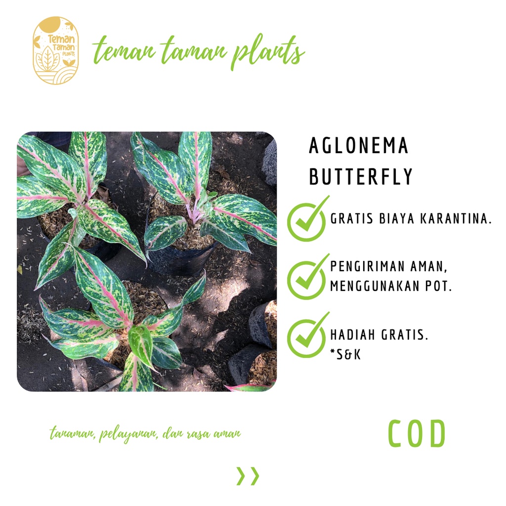 Bunga Aglonema Butterfly