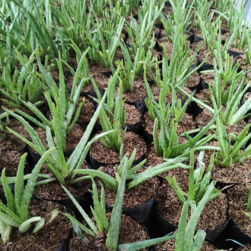 bibit aloe vera