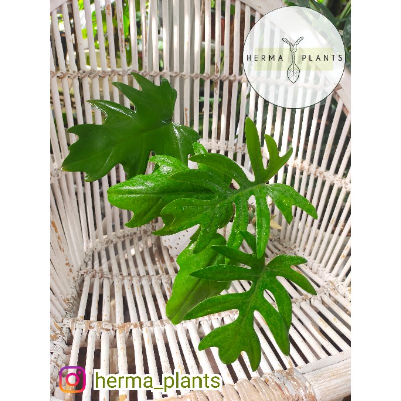 Philodendron Mayoi