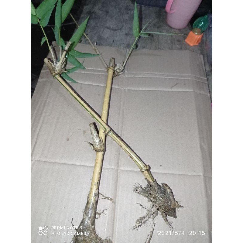 Bibit bambu kuning ukuran mini  per 2 batang