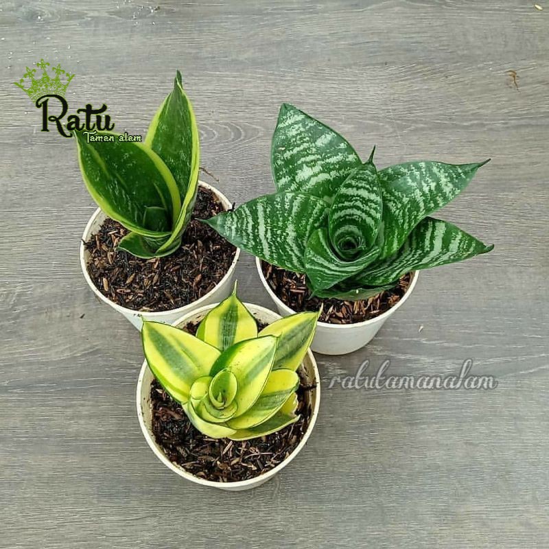 paket 3 SENSIVERA mini