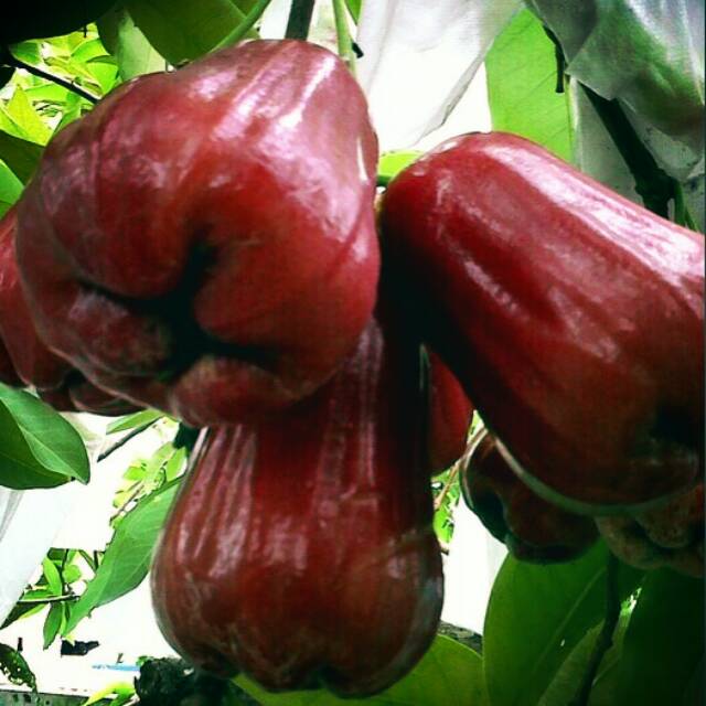 bibit jambu air citra