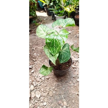 Syngonium batik