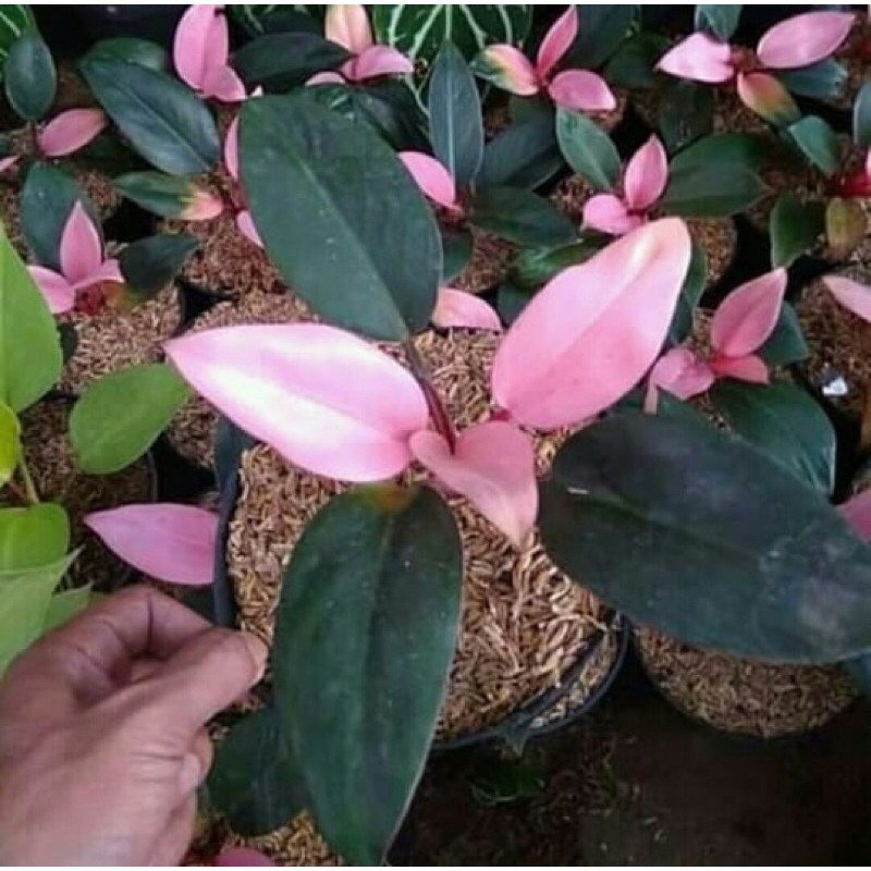 Tanaman hias Philo Pink Congo