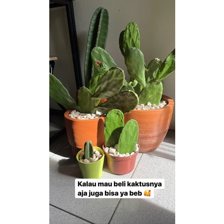 kaktus centong