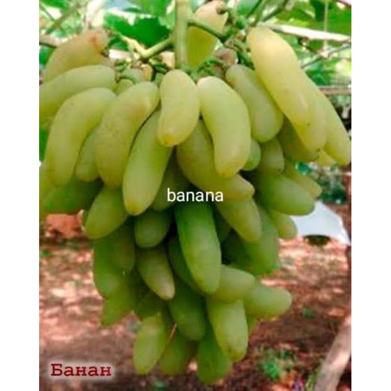 Bibit Anggur Banana Bibit Import