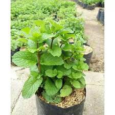 Bibit promo paket 2  daun mint