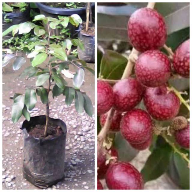 Bibit kelengkeng merah