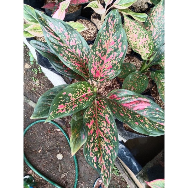 Aglonema VENUS (murah)