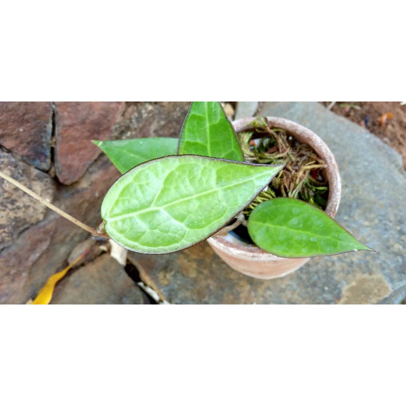 hoya sp nganjuk