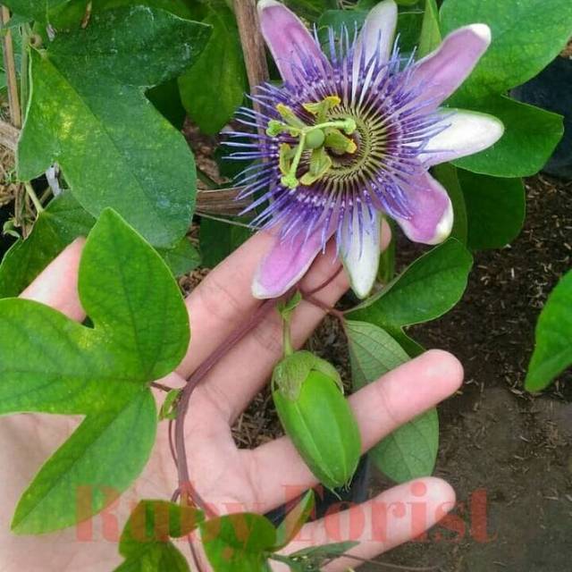 Tanaman Bunga Pasiflora Ungu