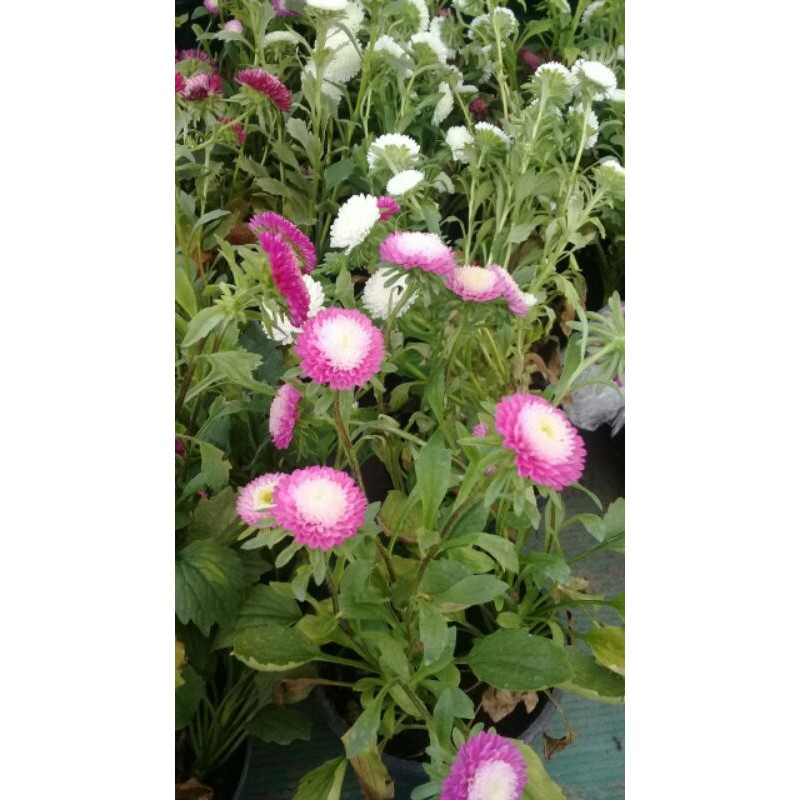 aster