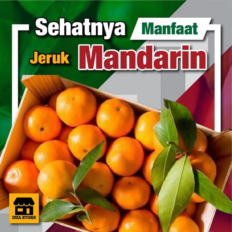 Bibit jeruk MANDARIN hasil okulasi