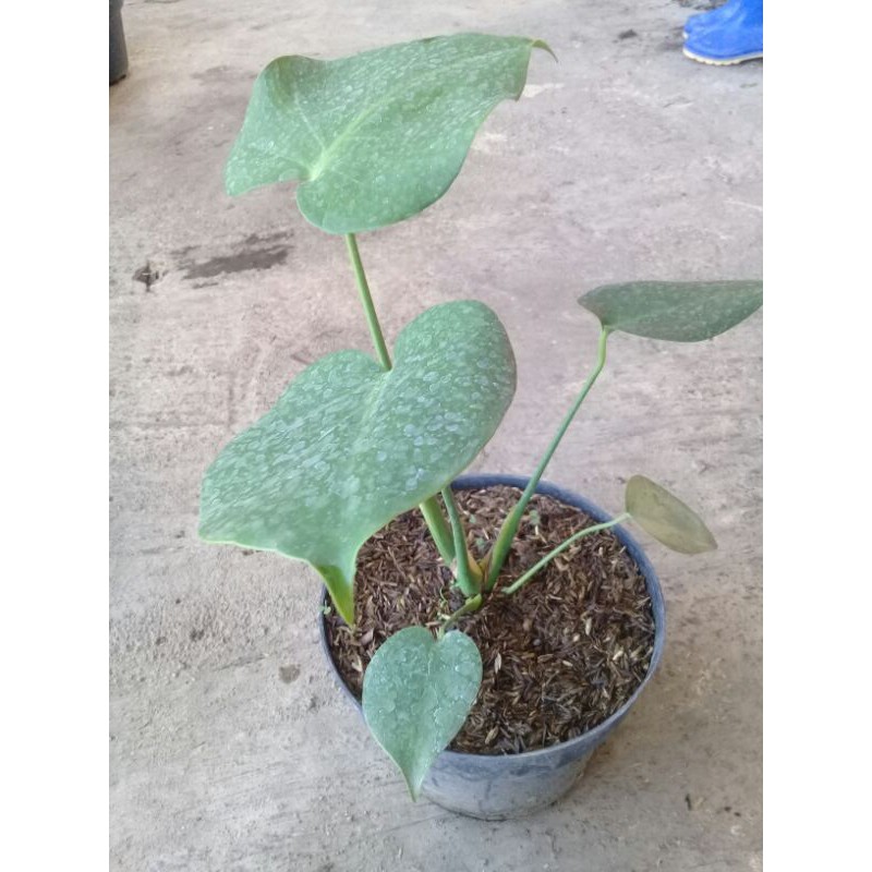 monstera 5 daun