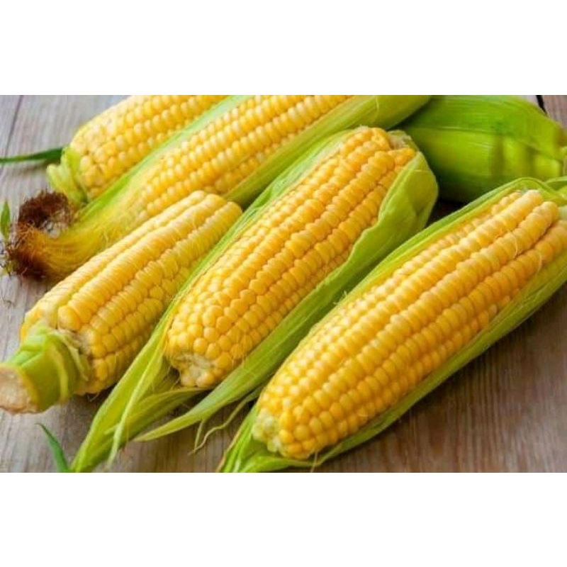 JAGUNG MANIS