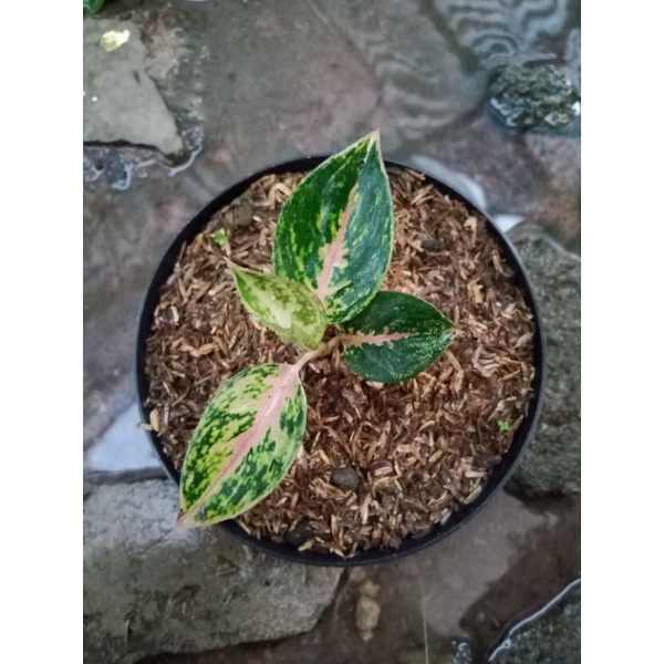 Aglaonema pink twinkle