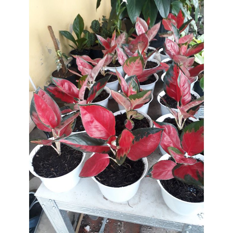 AGLONEMA RED AJAMANI