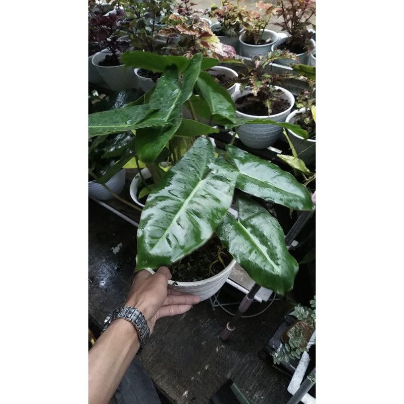Philodendron brekele