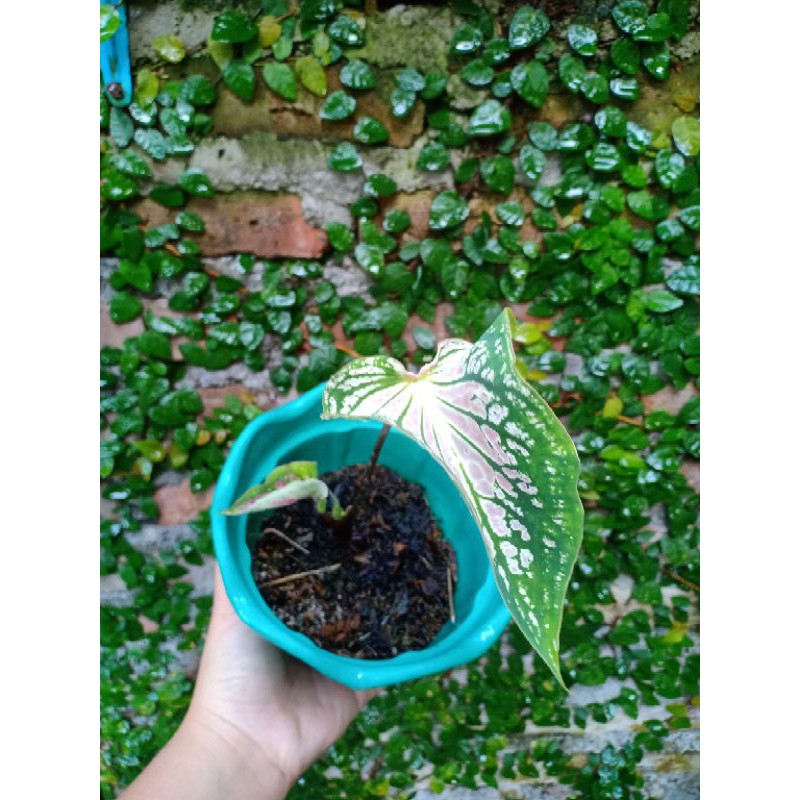 keladi wayang