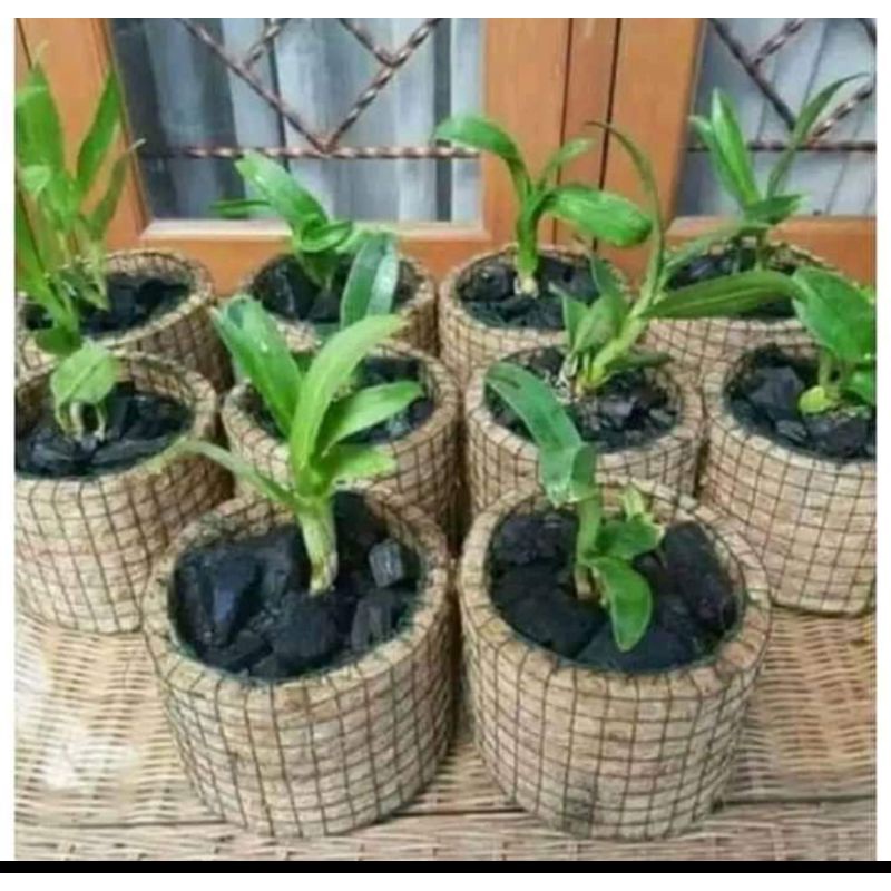 pot bunga anggrek lingkaran