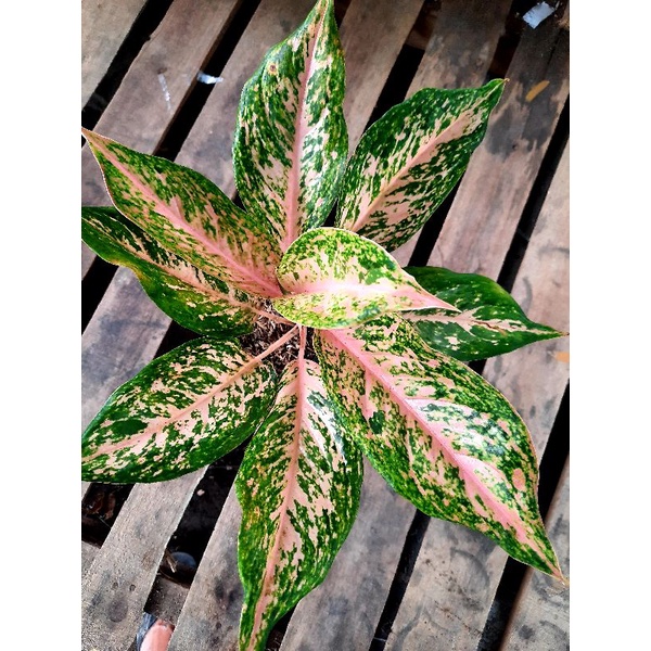 Aglonema Twinkle Pink
