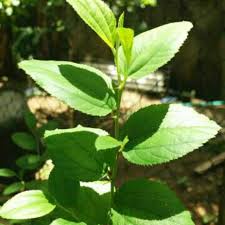 daun bidara alami asli