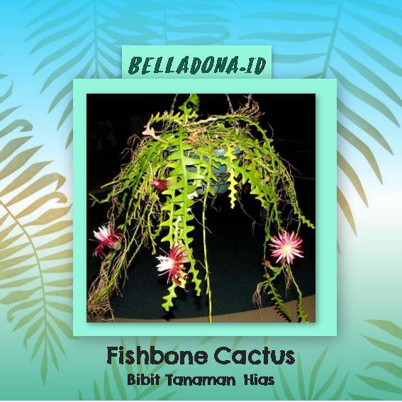 Bibit Tanaman Fishbone Cactus