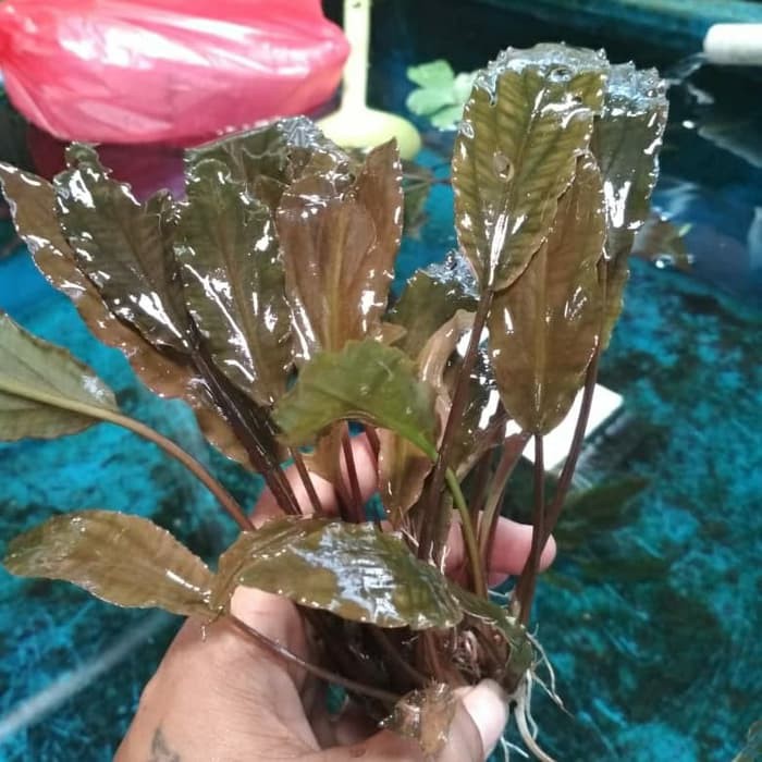 criptokorin albida taneman aquascape