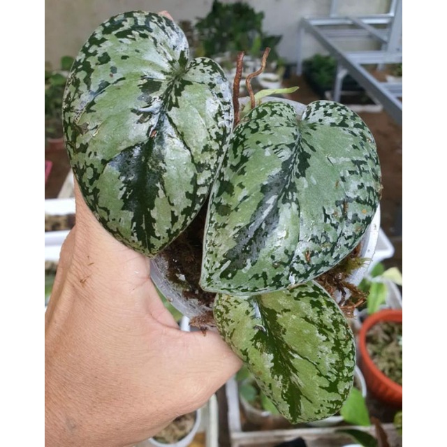 skindapsus bonggolan