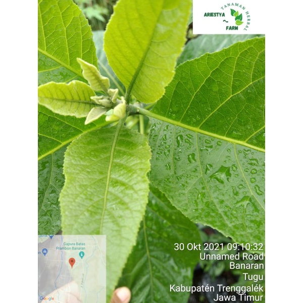 DAUN_AFRIKA_HERBAL
