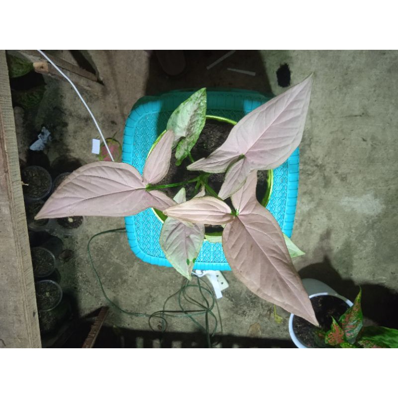 singonium pink