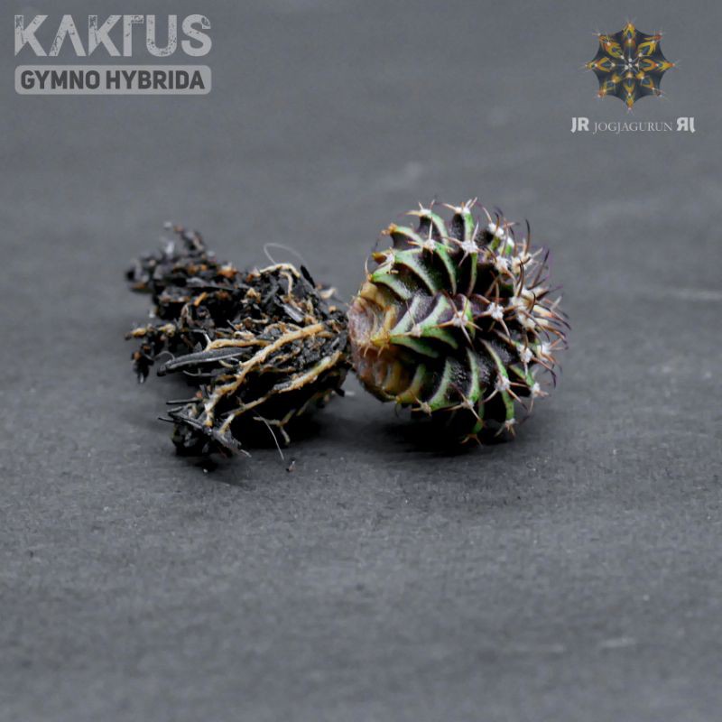 Kaktus LB Hybrid 2cm ++