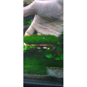 moss flame lempengan