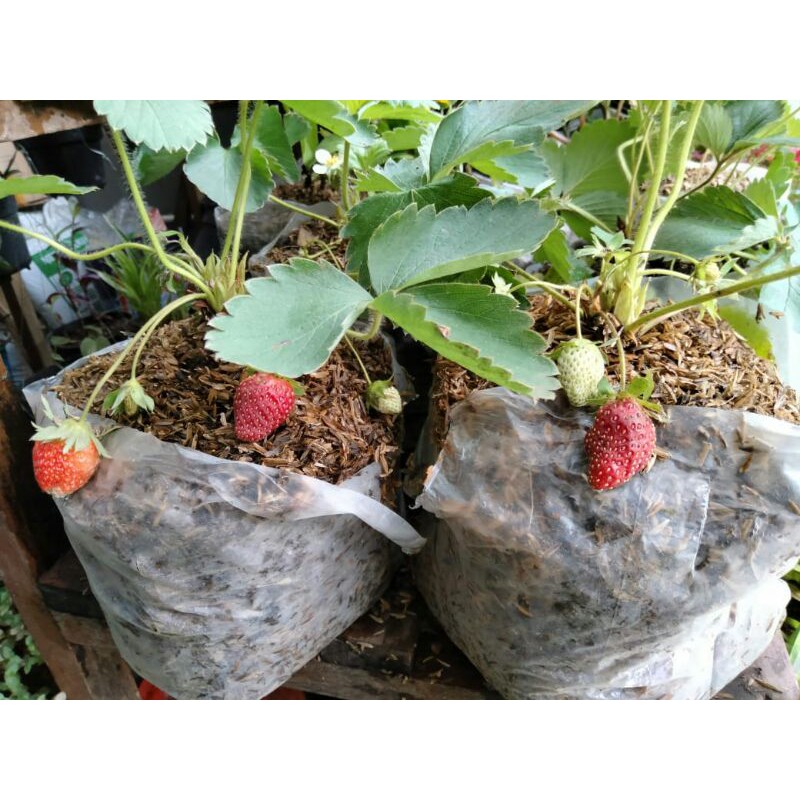 strawberry/stroberi