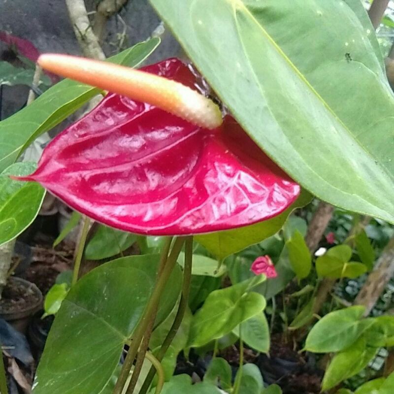 Anthurium bunga merah